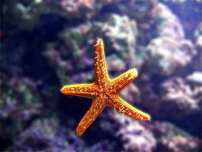 shallow focus photography of orange starfish thumbnail