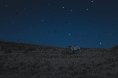 brown horse on green grass under the stars thumbnail