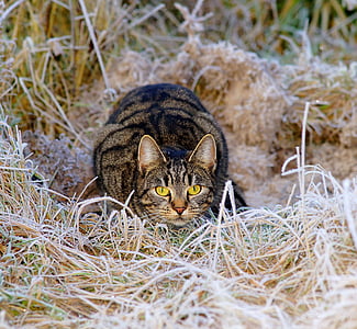 animal photography of brown tabby cat thumbnail