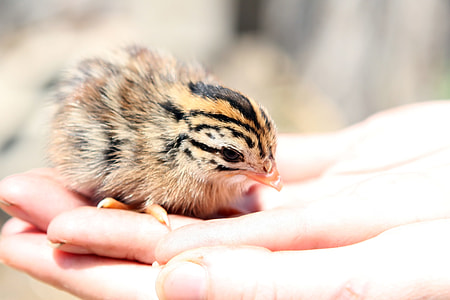 person holding brown and black chick thumbnail