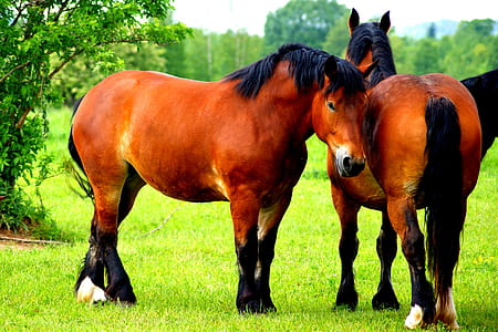 two brown horses on farm thumbnail