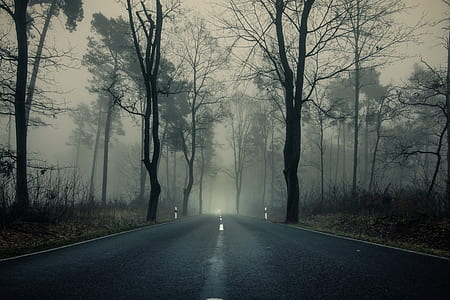 road surrounded by trees at daytime thumbnail