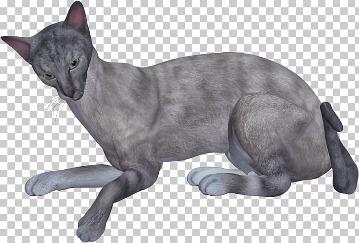 Korat Russian Blue Domestic Short Haired Cat Whiskers Gray Cat