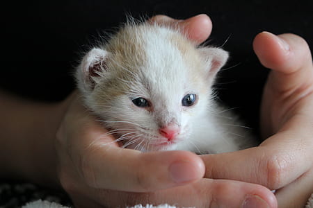 person holding short-fur white and brown kitten thumbnail