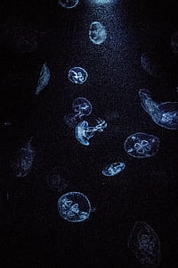 shallow focus photography of jellyfish underwater thumbnail