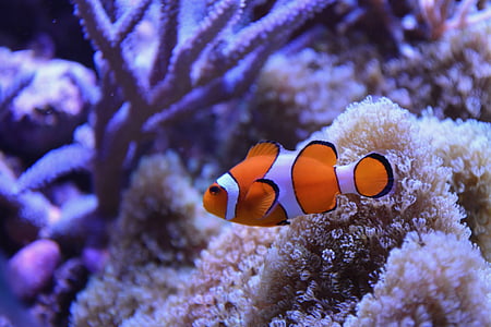 clown fish near coral thumbnail