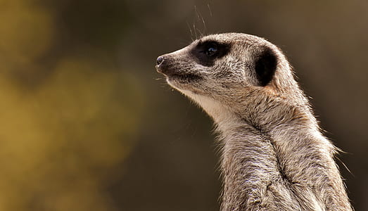 grey meerkatt closeup photography thumbnail