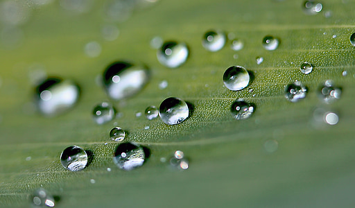 tilt shift photography of water dew on leaf thumbnail