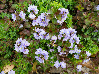 close-up photo of purple petaled flowers in bloom thumbnail