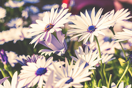 close shot of daisy flowers thumbnail