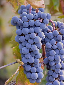 bunch of grapes thumbnail