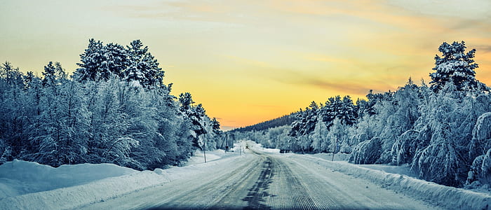 snow frosted forest during daytime thumbnail