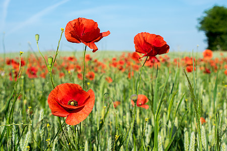 red poppies closeup photography at daytime thumbnail