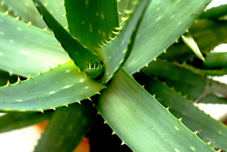 green leafed plant thumbnail