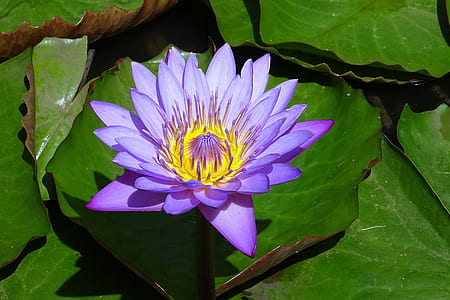 purple lotus flower blooming at daytime thumbnail