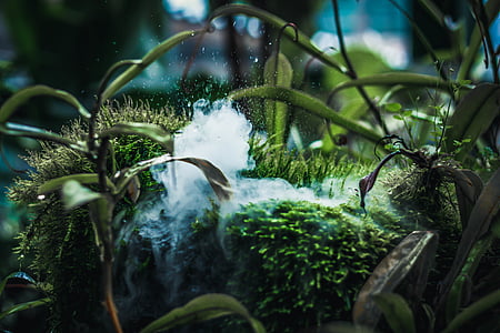 blur, botanical, close -up, color, environment thumbnail