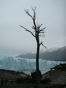 brown withered tree at daytime thumbnail