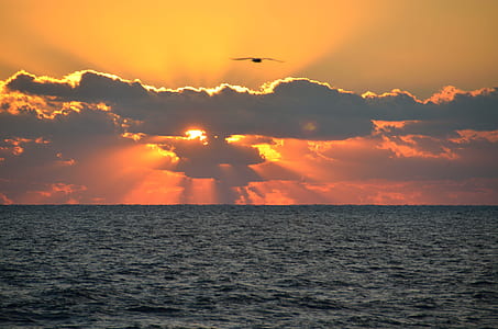 bird flying above the ocean during golden hour thumbnail