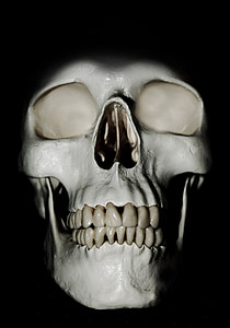 white human skull model thumbnail