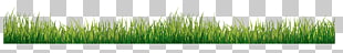 Grasses Green, grass, green grass field PNG clipart