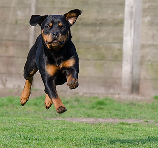 Mahogany Rottweiler running on grass near concrete wall thumbnail