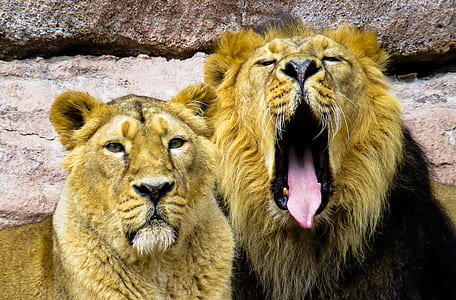 two brown lions beside brown rock thumbnail