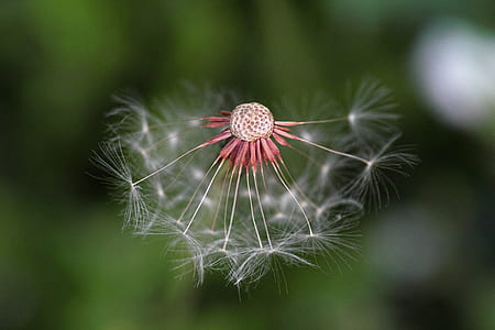 white dandelion flower thumbnail