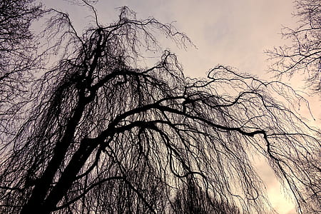 sepia photography of worm's-eye view of tree thumbnail