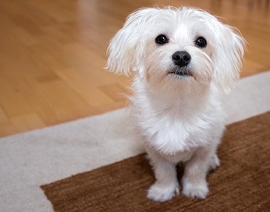selective focus photograph of adult Maltese thumbnail