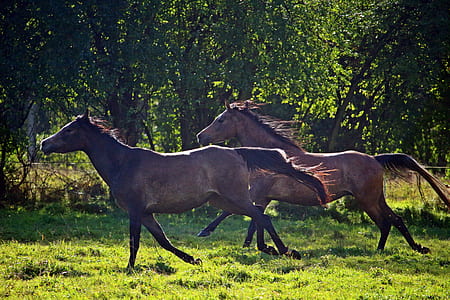 two brown running horses thumbnail