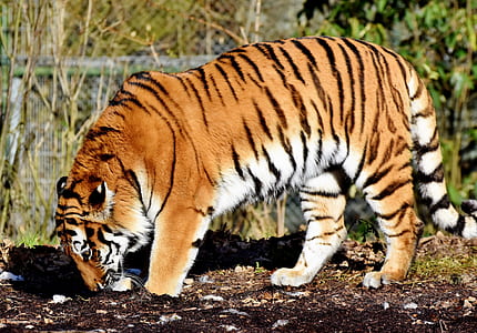 tiger standing on ground thumbnail
