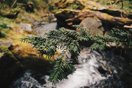 green leafed plant beside water stream thumbnail