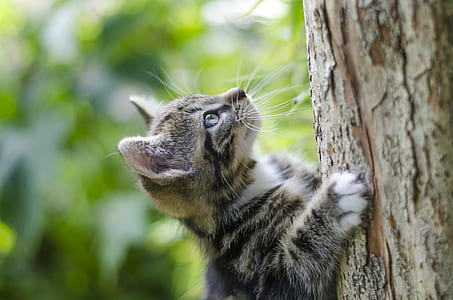silver tabby kitten crawling on tree branch thumbnail