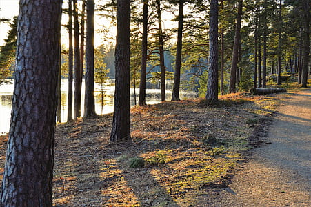 Green Trees Beside Body of Water thumbnail