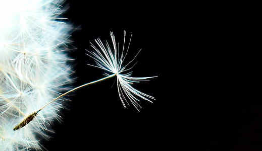 white dandelion flower seed close-up photo thumbnail