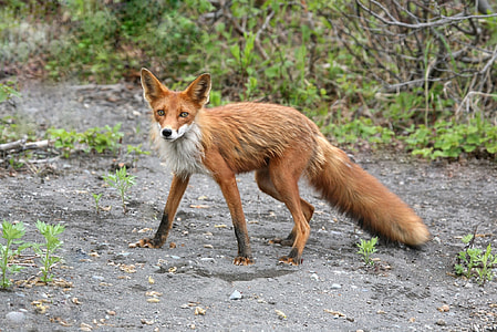 shallow focus photography of brown fox during daytime thumbnail