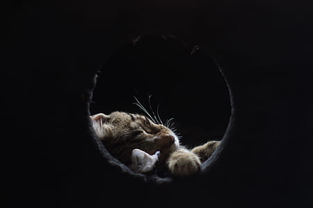 sleeping cat on hole thumbnail