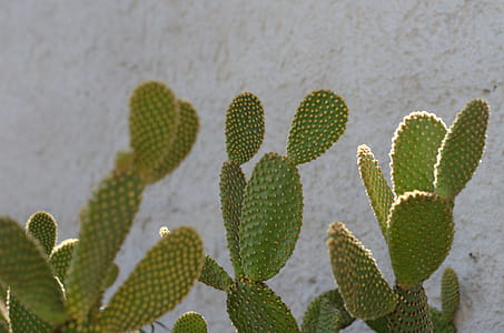 Cactus Plants thumbnail
