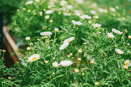 Close-Up Photography of White Flowers thumbnail