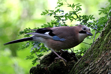 selective focus photo of perched brown bird on tree thumbnail