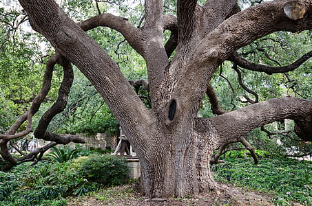 green leafed tree surrounded with plants thumbnail