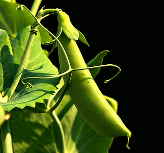 tubular green fruit thumbnail