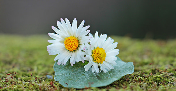 white and yellow daisy flowers on green leaf selective focus photography thumbnail