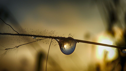 selective focus photography of drop of water on stem thumbnail