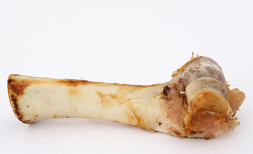 animal bone on white surface thumbnail