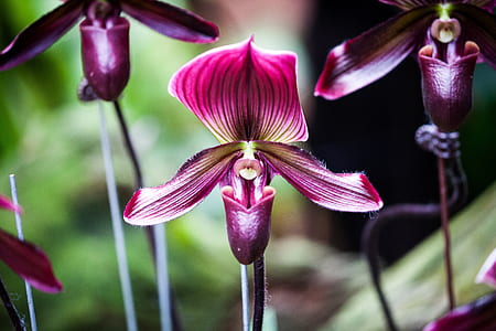 close-up photo of pink petaled flowers thumbnail
