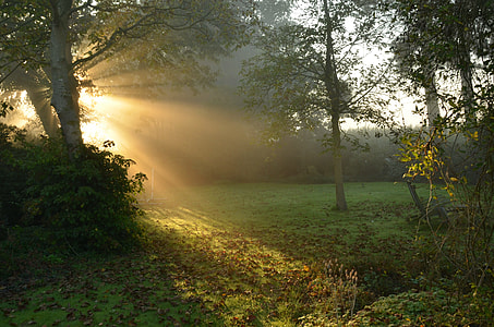 golden hour photography of green forest thumbnail