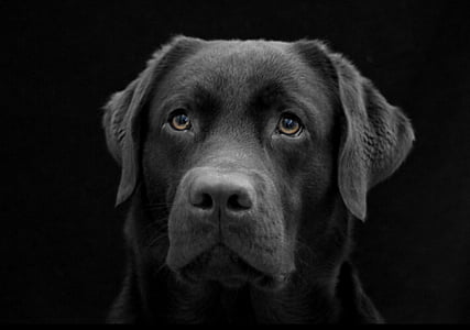 closeup photography of Labrador retriever thumbnail