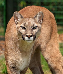 selective photography of wild cat thumbnail