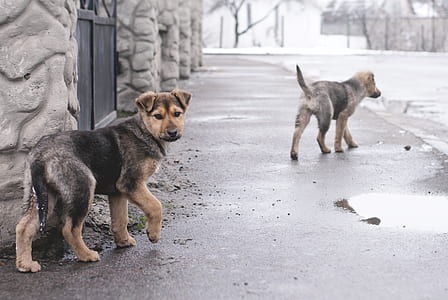 cute, animals, dogs, pets thumbnail